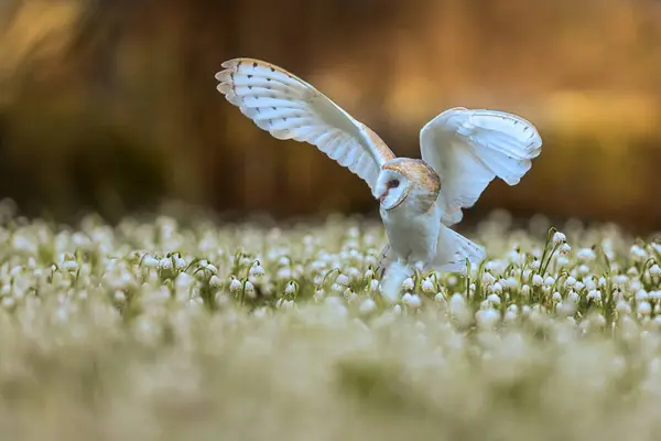 Female Barn Owl Tyto Alba Flapping Its Wings Snowbells Royalty Free Stock Images