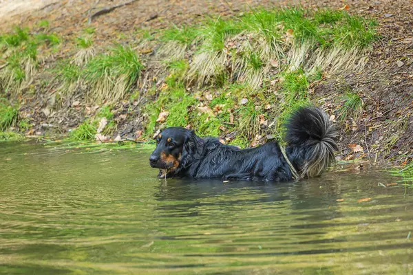 Schwarz Goldener Hovie Hund Hovawart Schwimmt lizenzfreie Stockfotos