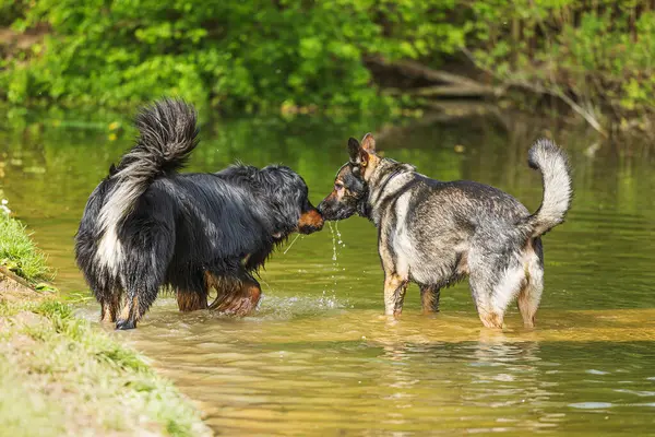 雄性德国牧羊犬 在水里有一个小矮子 图库图片