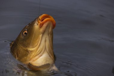 Avrasya sazan balığı veya Avrupa sazan balığı (Cyprinus carpio), yaygın olarak bir kancaya yakalanan sazan balığı olarak bilinir.