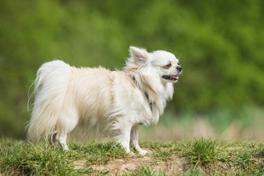 Papillon (kelebek kulaklı))