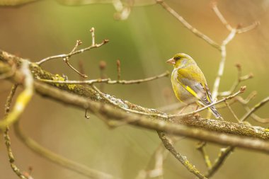 Avrupa ispinozu dişi, yapraksız çalılıklarda Carduelis klorisi