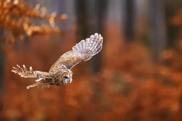 カラフルな森の中を飛んでいるオス サニー フクロウ Strix Aluco ストックフォト