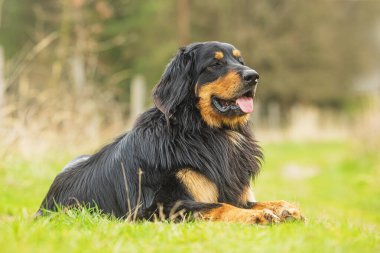 Erkek, siyah ve altın. Hovie köpeği dinleniyor.