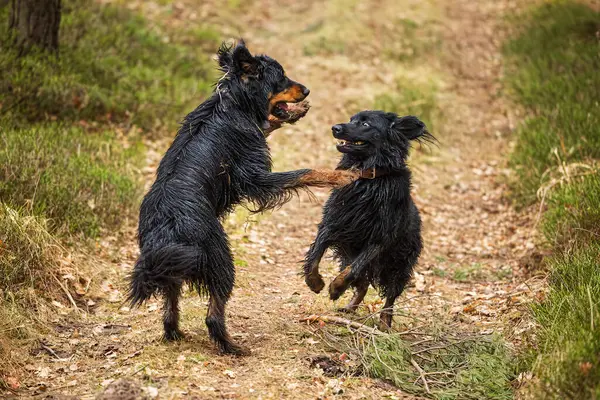 Pes Černý Zlatý Hovie Pes Vypadají Jako Bojovali — Stock fotografie