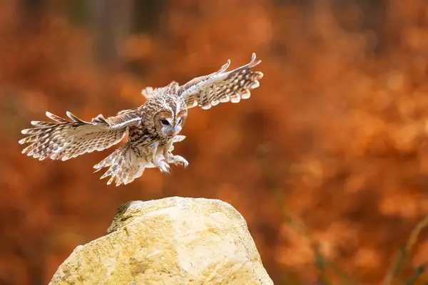 Male Tawny Owl Strix Aluco Drifting Stone Woods — Stock Photo, Image