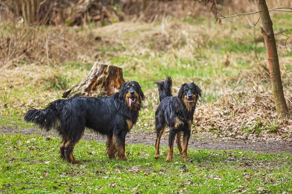 Rüden Schwarz Und Gold Hovie Zwei Junge Hunde Wie Lausbuben lizenzfreie Stockbilder
