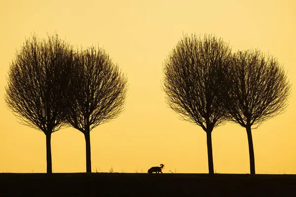 黒いシルエット 設定太陽のカラフルな背景に対して孤独な犬 ロイヤリティフリーのストック画像