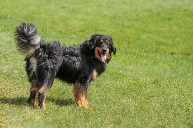 siyah ve altın Hovie güzel erkek köpek