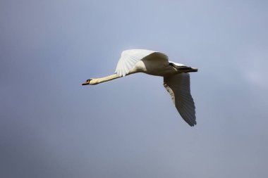 Gökyüzünde uçan dilsiz kuğu (Kuğu rengi)