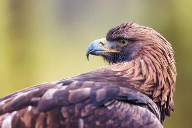 Beyaz kuyruklu kartal (Haliaeetus albicilla) portreyi kapat
