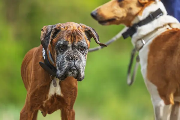 Boxer Een Middelgrote Tot Grote Kortharige Hondenras Van Mastiff Type Stockafbeelding