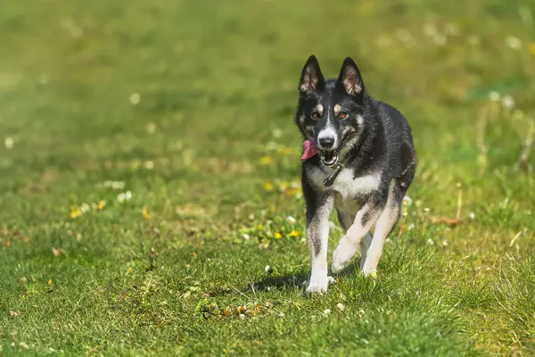 Kleiner Mannetje Zoals Duitse Herder Hond Rechtenvrije Stockfoto's