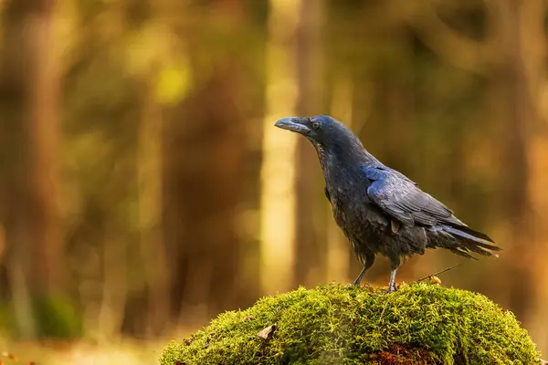 Corbeau Commun Mâle Corvus Corax Posant Dans Forêt Image En Vente