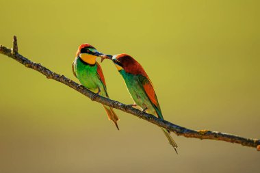 Erkek Avrupa arı yiyici (Merops apiaster) böcekler için savaşıyor