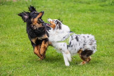 Siyah ve altın rengi Hovie köpeği Hovawart, Avustralya çoban köpeğiyle birlikte oynuyor.