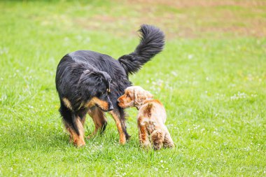 Siyah ve altın renkli Hovie köpeği cocker spaniel köpeğiyle Hovawart