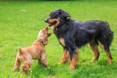 Siyah ve altın renkli Hovie köpeği cocker spaniel köpeğiyle Hovawart