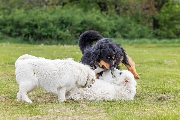 ブラックとゴールドホビー犬ホバート2匹の白い犬と遊ぶ ロイヤリティフリーのストック写真