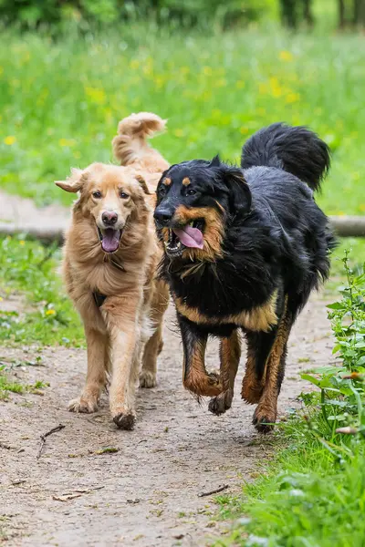 ブラックとゴールドホビー犬ホバート2人の友人が並んで走る ストック写真