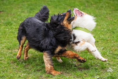 Siyah ve altın rengi Hovie köpeği Hovawart Avustralya çoban köpeğiyle oynaşıyor.