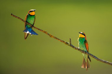 Erkek Avrupa arı yiyici (Merops apiaster) bir çubukta iki tane