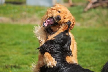 siyah ve altın Hovie köpeği Hovawart iki dövüş