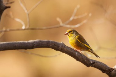 Avrupa ispinozu dişi, yapraksız çalılıklarda Carduelis klorisi