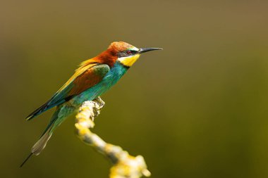 Erkek Avrupa arı yiyici (Merops apiaster) güzel poz veren kuş