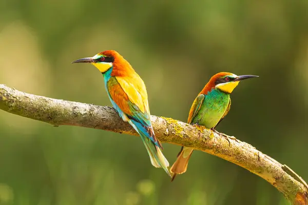 stock image male The European bee-eater (Merops apiaster) two birds sitting back to back