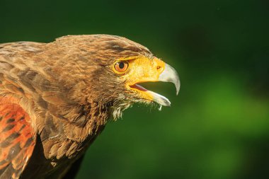 female Harris's hawk (Parabuteo unicinctus) is screaming clipart