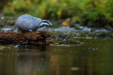 old European badger (Meles meles) is above a stream in the woods on a log