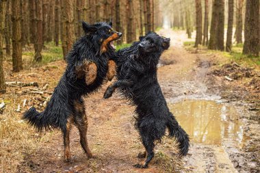 Erkek, siyah ve altın. Hovie köpeği. İki köpek ormanda birlikte savaşıyor.