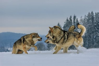 Erkek Avrasya kurdu (Canis lupus) sürü savaşıyor.