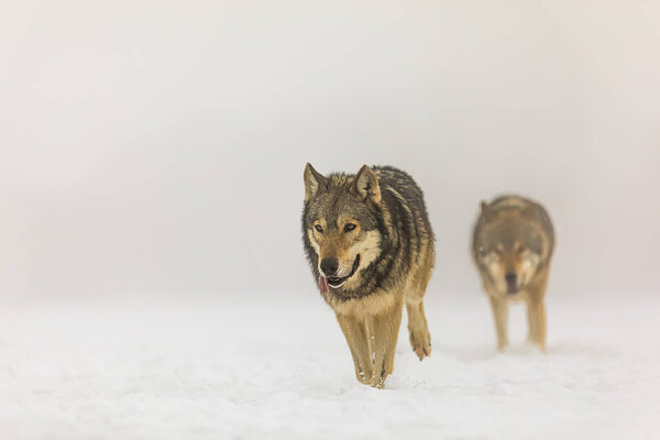 Male Eurasian wolf (Canis lupus lupus) part of the pack runs through the fog