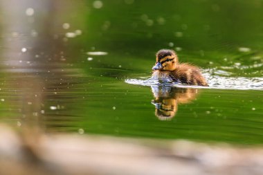 Yaban ördeği ya da yaban ördeği (Anas platyrhynchos)