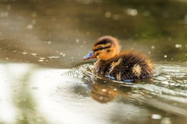Yaban ördeği ya da yaban ördeği (Anas platyrhynchos)