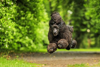 Kaniş, Pudel olarak adlandırılır.