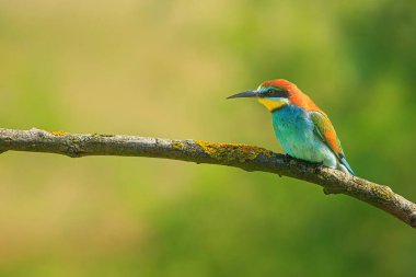Avrupa arı yiyici (Merops apiaster) erkek dallarda