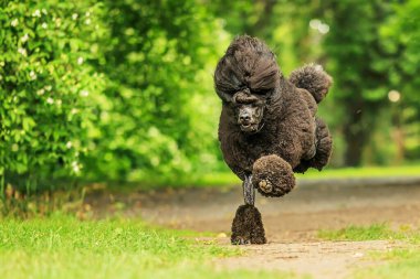 Pudel denen kaniş tek ayak üstünde koşuyor.