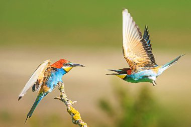 Avrupa arı yiyicisi (Merops apiaster) erkek bir kuş diğerine uçar