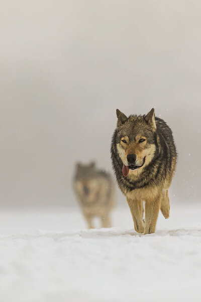 Eurasian wolf (Canis lupus lupus) the pack runs through the fog