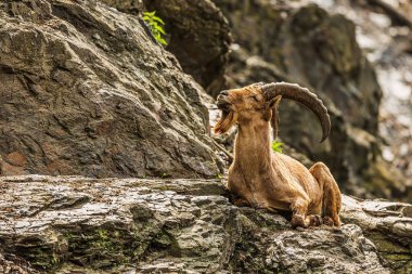 Erkek İber dağ keçisi (Capra pyrenaica), İspanyol dağ keçisi, İspanyol vahşi keçisi ve İber vahşi keçisi olarak da bilinir.,