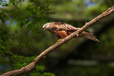 Kırmızı uçurtma (Milvus milvus), atmacagiller (Accipitridae) familyasından yırtıcı bir kuş türü.