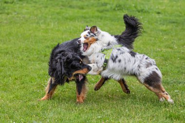 Siyah ve altın rengi Hovie köpeği Hovawart, Avustralya çoban köpeğiyle birlikte oynuyor.