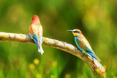 Renkli arka plana sahip Avrupa arı yiyicisi (Merops apiaster)