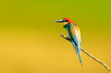 Avrupa arı yiyici (Merops apiaster) böcek avını bekliyor