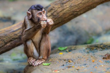Güney ördek kuyruklu makağı (Macaca nemestrina), ayrıca Sundaland ördek kuyruklu makağı ve Sunda domuz kuyruklu makağı olarak da bilinir.