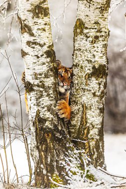 Erkek Sibirya kaplanı (Panthera tigris tigris) ağaçların arasına tırmanır.