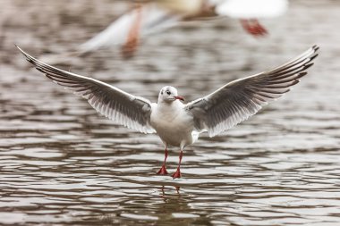 küçük siyah başlı martı (Chroicocephalus ridibundus)